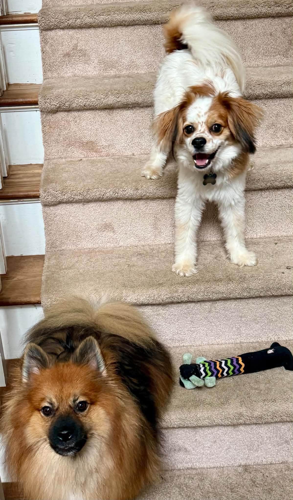 Enlarge Jitter, a Adoptable Cavalier King Charles Spaniel in Yorktown, VA image 4/6
