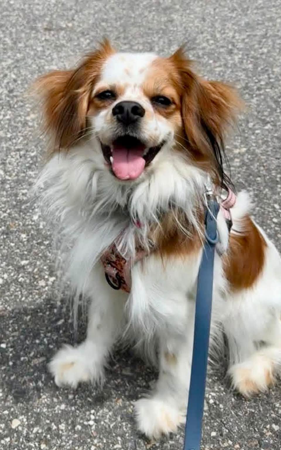 Enlarge Jitter, a Adoptable Cavalier King Charles Spaniel in Yorktown, VA image 5/6