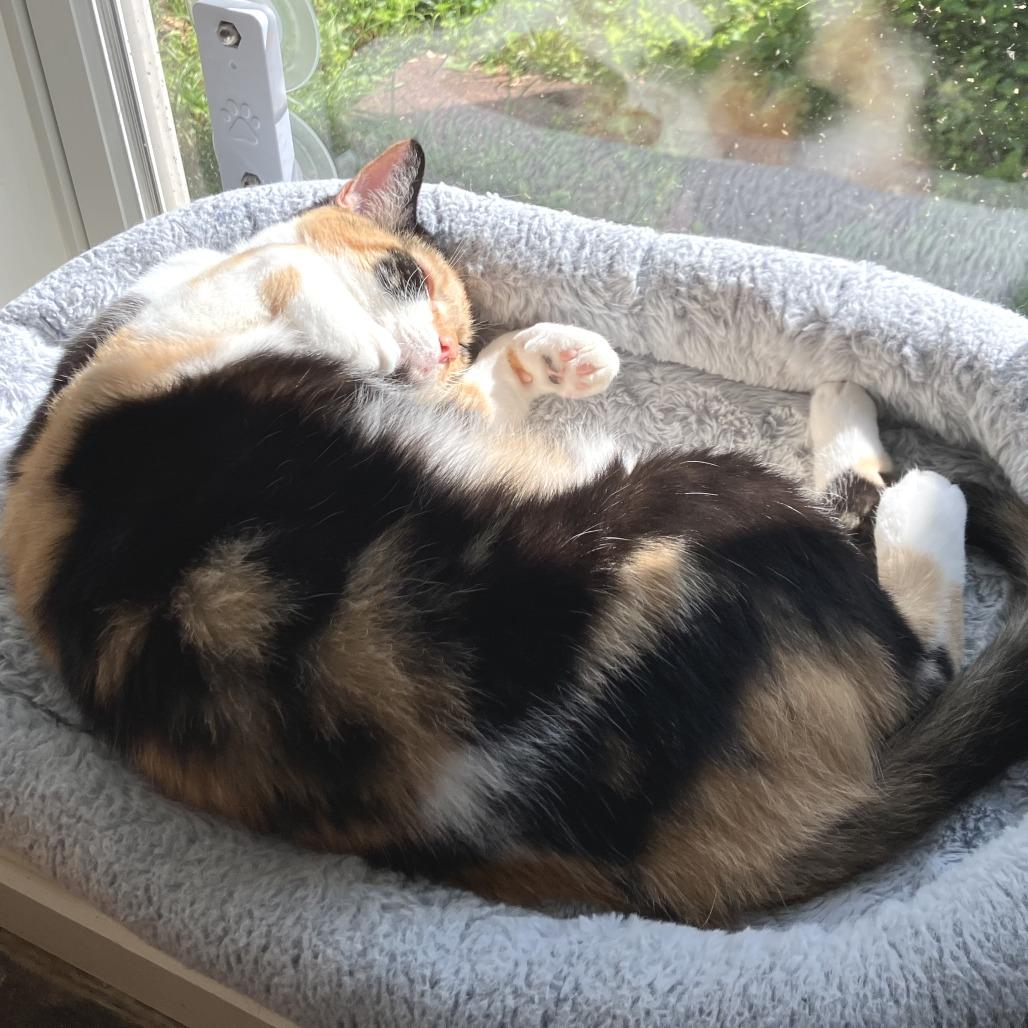 Allie (Bonded with Pickles), Adoptable, Adult Female American Shorthair.
