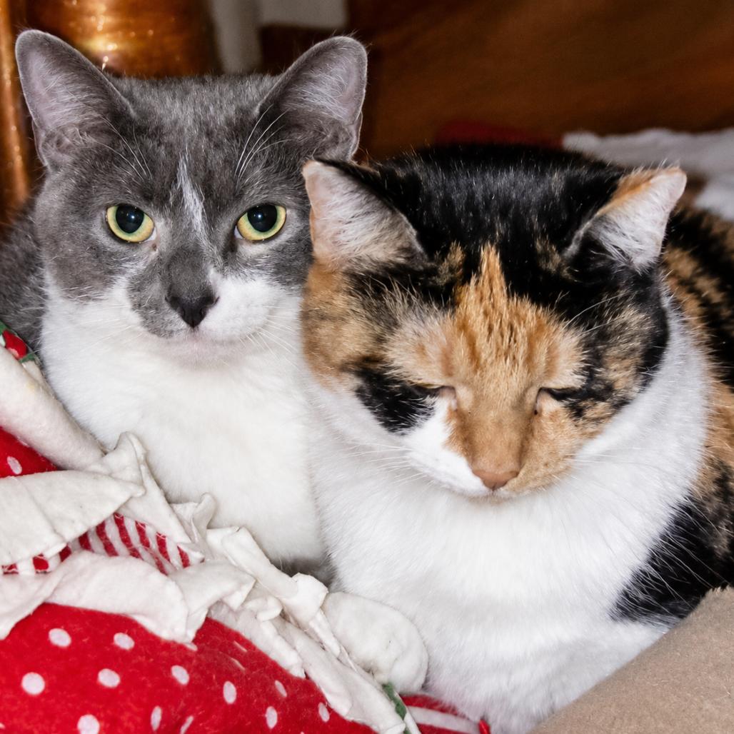 Enlarge Allie (Bonded with Pickles), a Adoptable American Shorthair in Nashville, TN image 2/6
