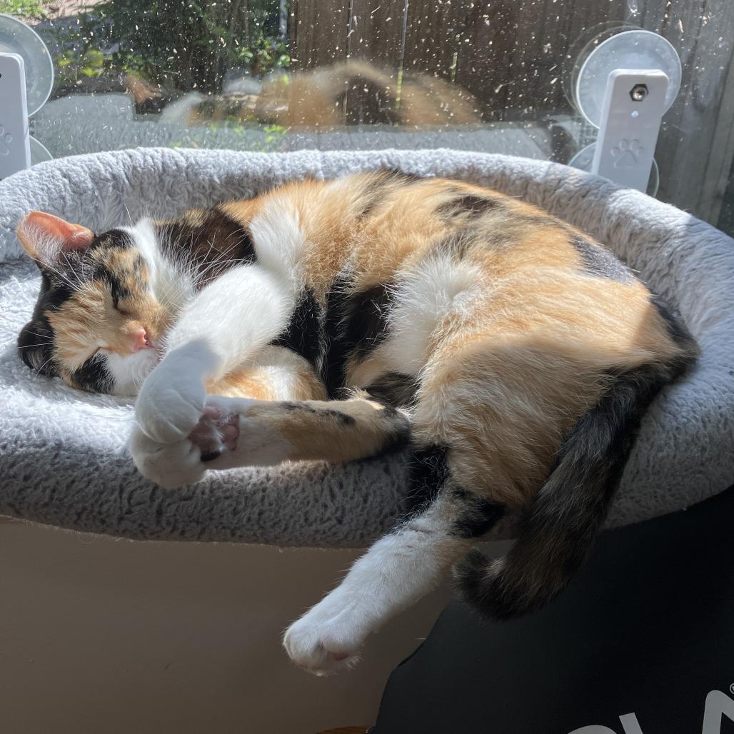 Enlarge Allie (Bonded with Pickles), a Adoptable American Shorthair in Nashville, TN image 3/6