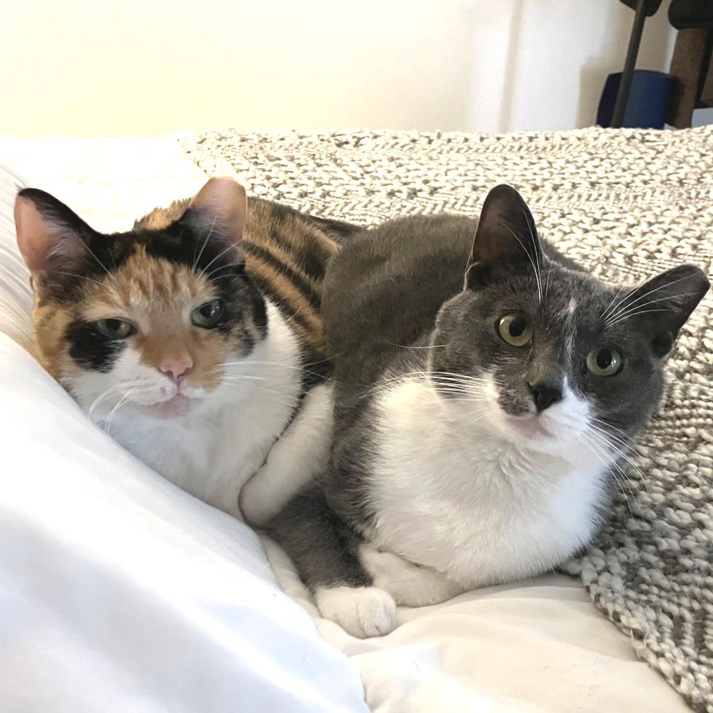 Enlarge Allie (Bonded with Pickles), a Adoptable American Shorthair in Nashville, TN image 4/6