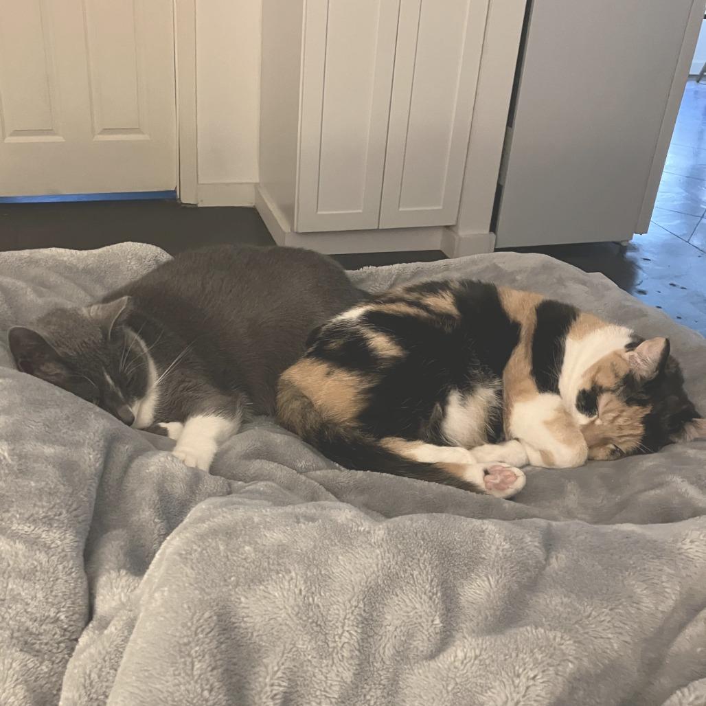 Enlarge Allie (Bonded with Pickles), a Adoptable American Shorthair in Nashville, TN image 5/6