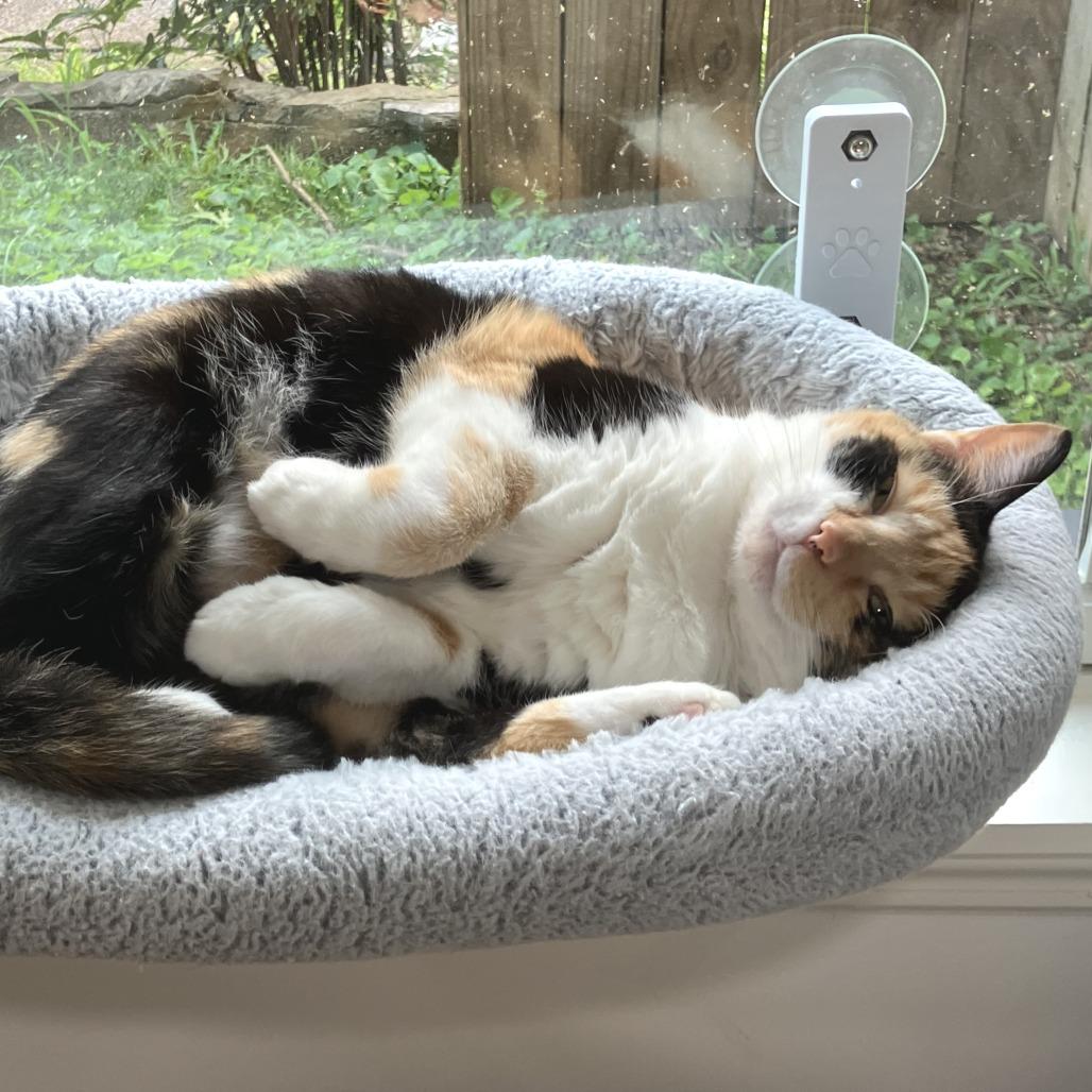 Enlarge Allie (Bonded with Pickles), a Adoptable American Shorthair in Nashville, TN image 6/6