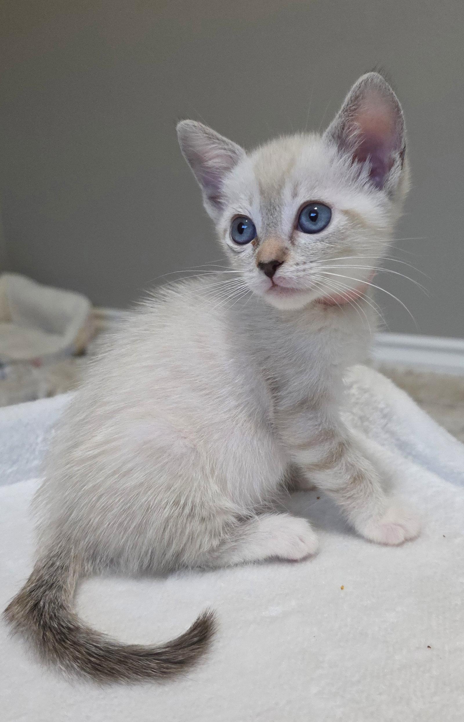 Juliet, Adoptable, Kitten Female Siamese & Domestic Short Hair.