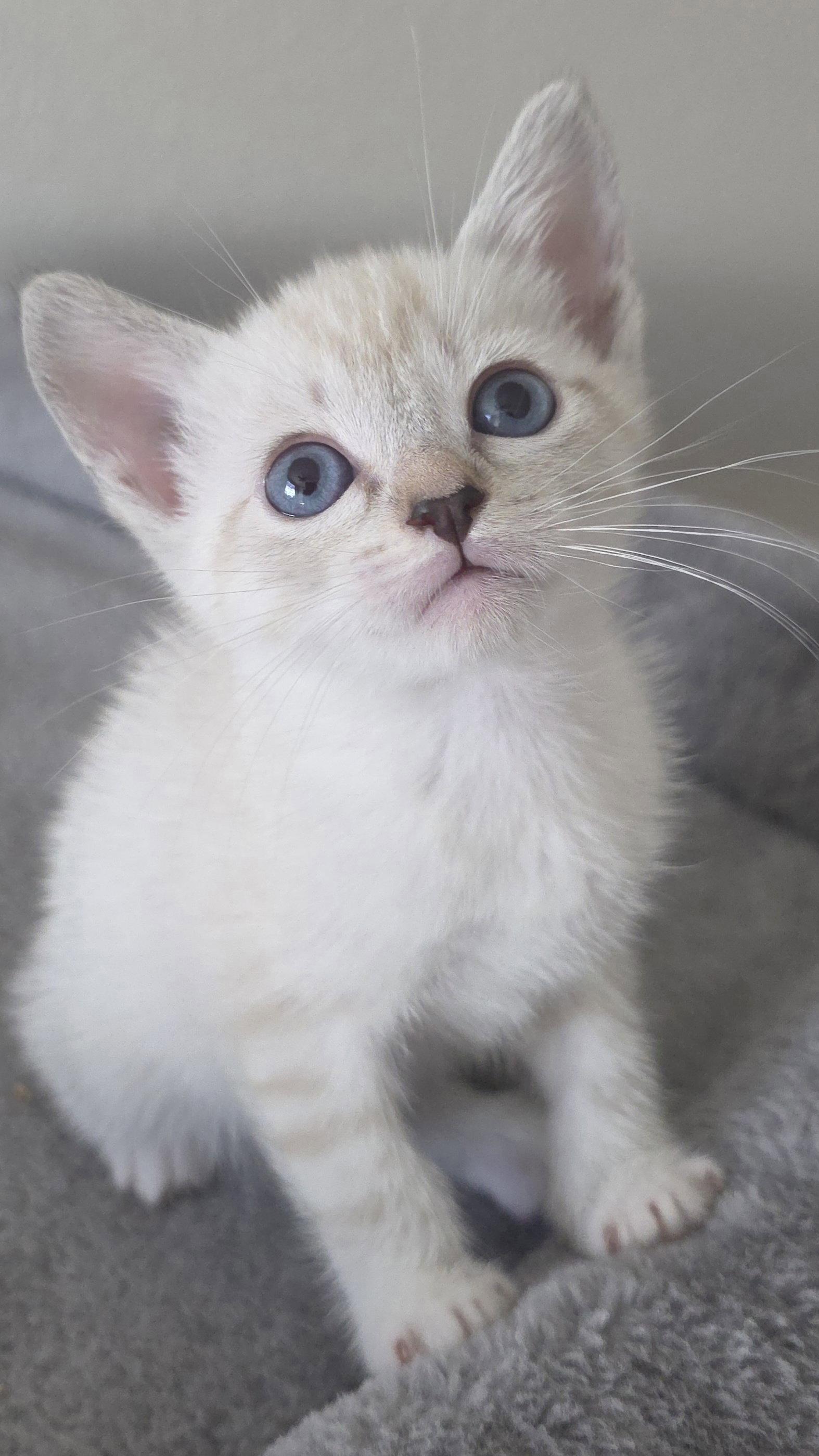 Enlarge Juliet, a Adoptable mixed breed in Campbell, CA image 2/3