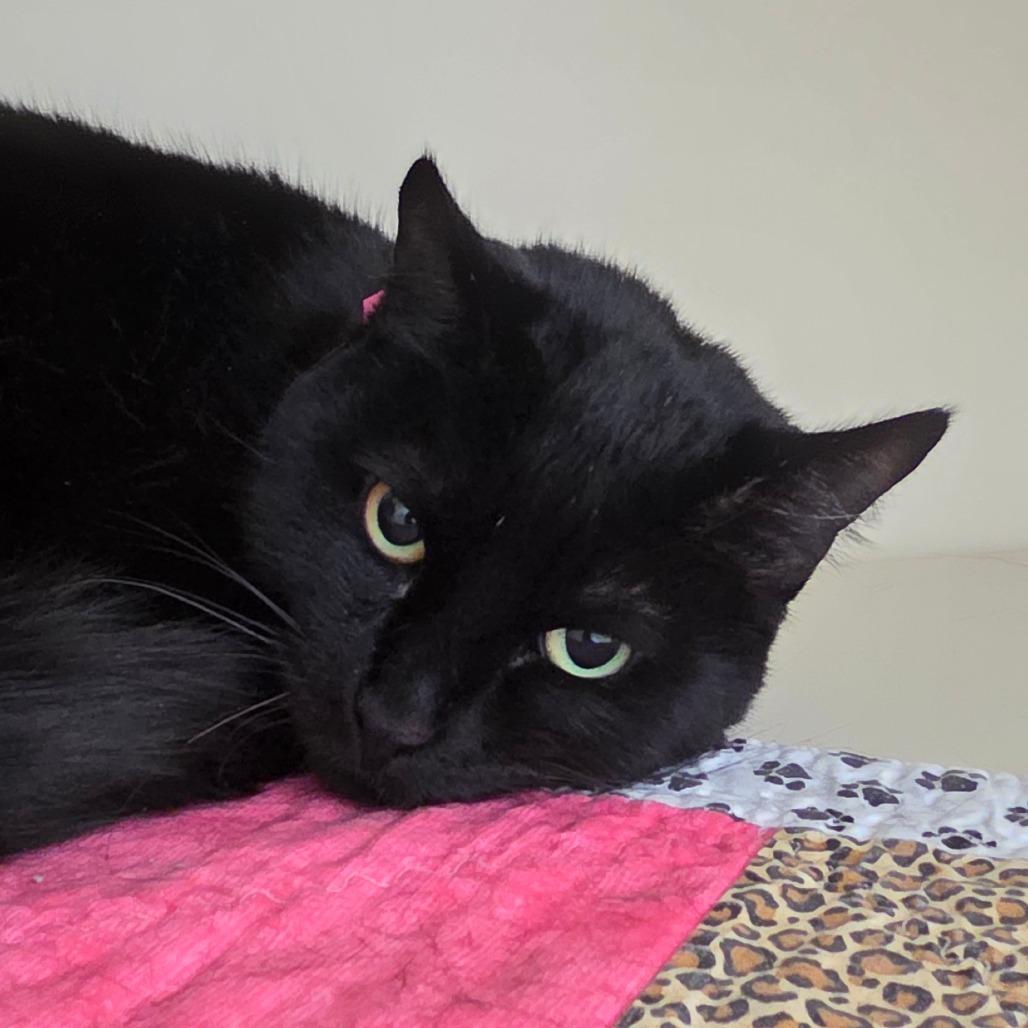 Bimchi, Adoptable, Adult Female Domestic Short Hair.