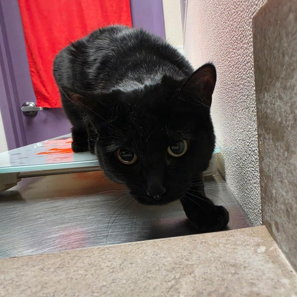 Enlarge Bimchi, a Adoptable Domestic Short Hair in Albuquerque, NM image 2/3