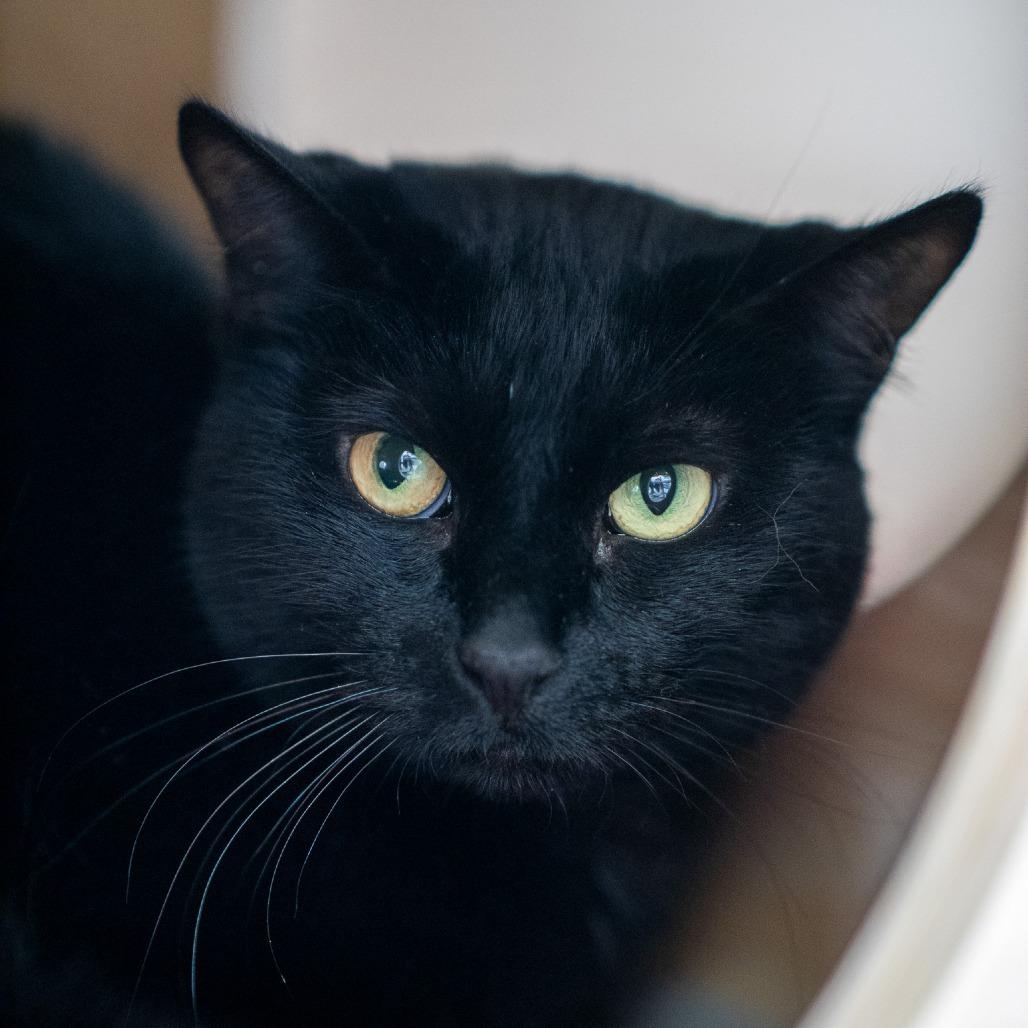 Bimchi, a Adoptable Domestic Short Hair in Albuquerque, NM image 3/3