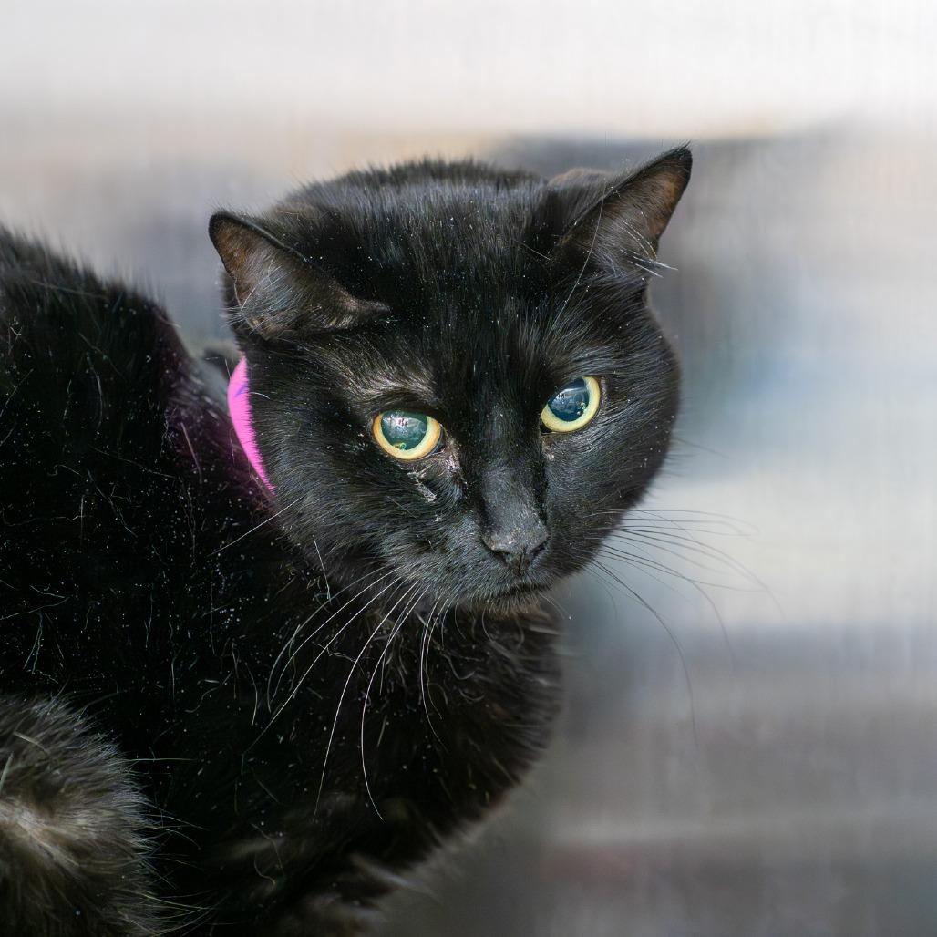 Enlarge Bimchi, a Adoptable Domestic Short Hair in Albuquerque, NM image 3/3