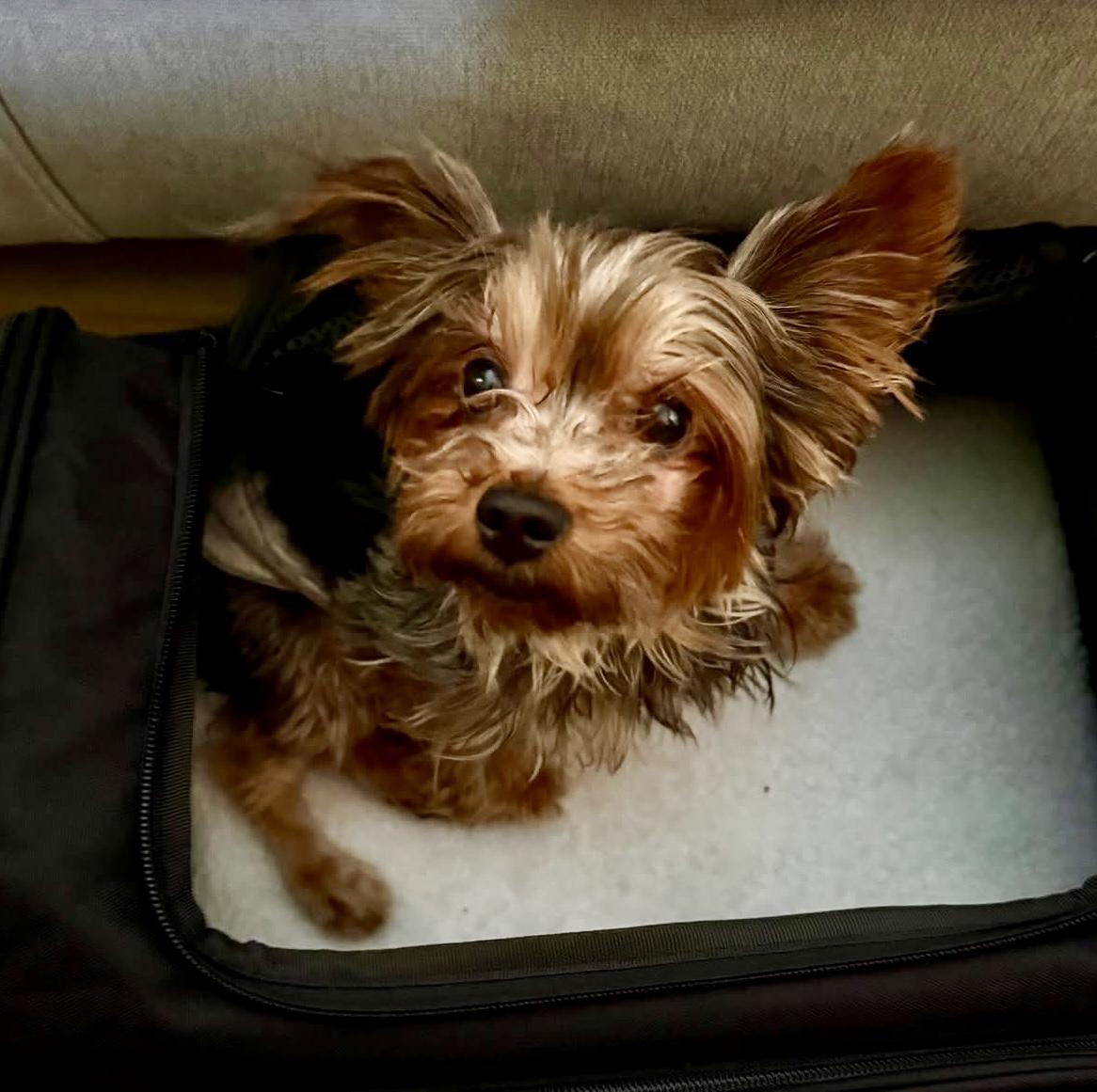 Enlarge August, an adopted Yorkshire Terrier in Grosse Pointe Park, MI image 2/4