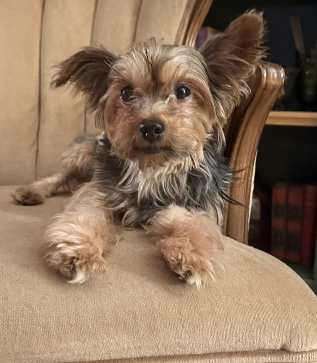 Enlarge August, an adopted Yorkshire Terrier in Grosse Pointe Park, MI image 4/4