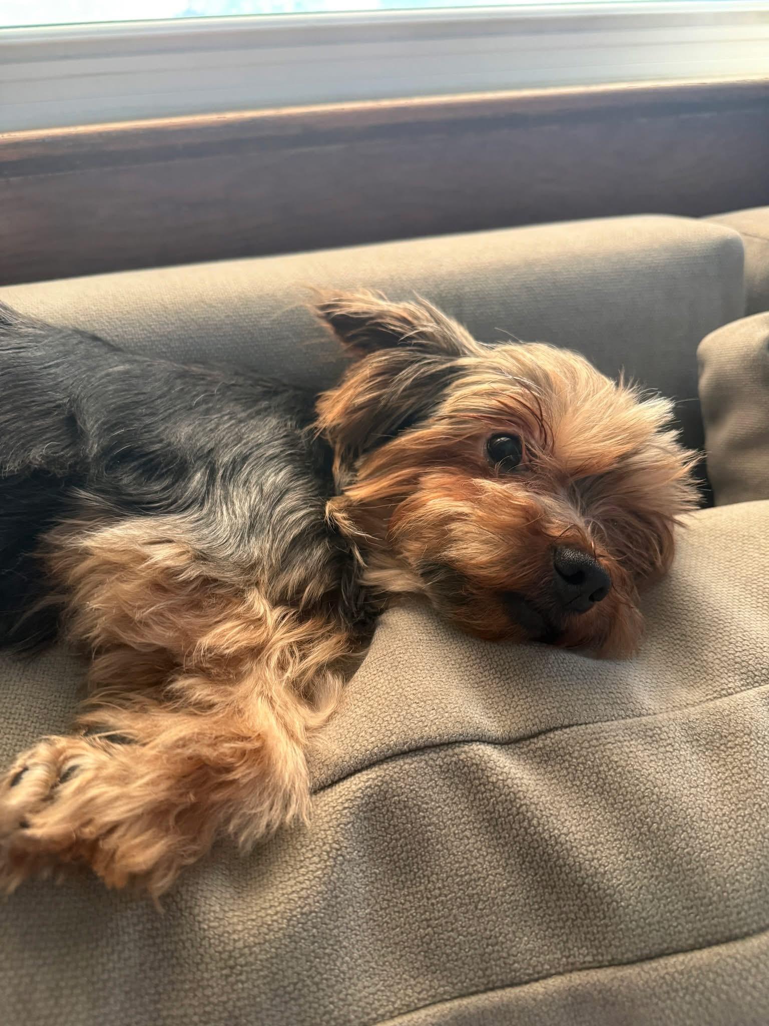 Enlarge August, an adopted Yorkshire Terrier in Grosse Pointe Park, MI image 3/4