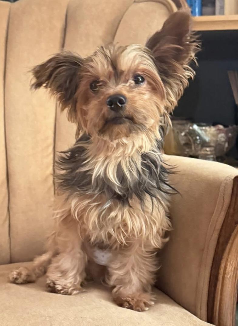Enlarge August, an adopted Yorkshire Terrier in Grosse Pointe Park, MI image 1/4