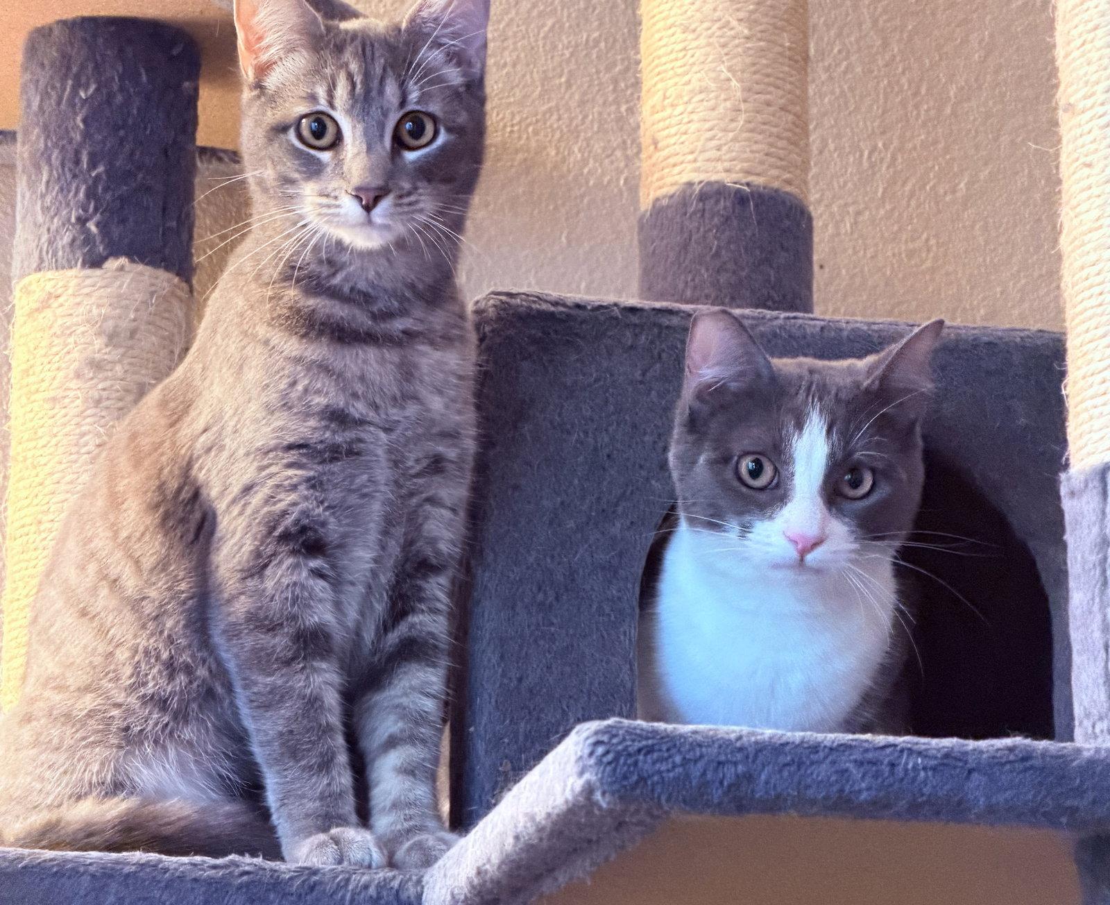 Enlarge Jessa, a Adopted Domestic Short Hair in Mission Viejo, CA image 1/3