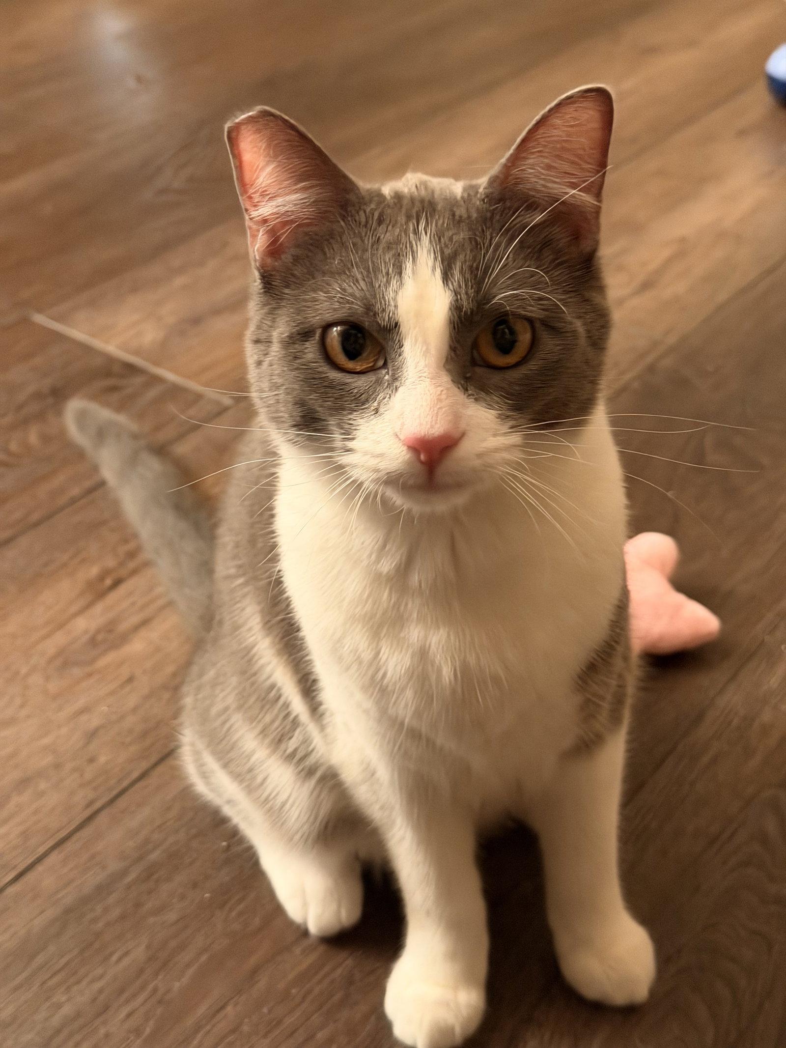 Enlarge Jessa, a Adopted Domestic Short Hair in Mission Viejo, CA image 2/3