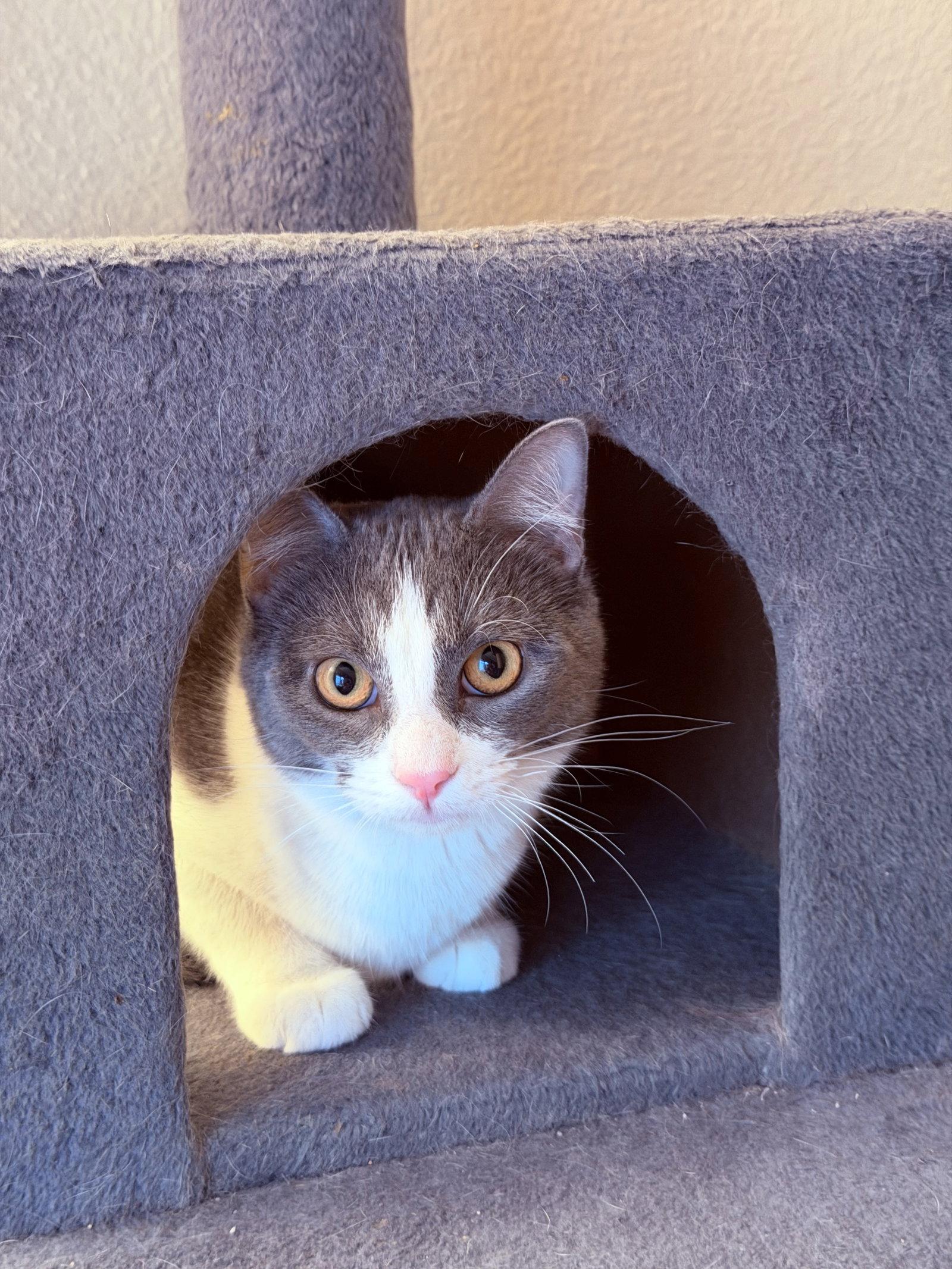 Enlarge Jessa, a Adopted Domestic Short Hair in Mission Viejo, CA image 3/3