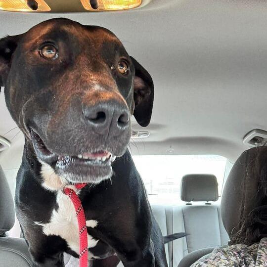 Buddy, Adoptable, Adult Male Pit Bull Terrier.