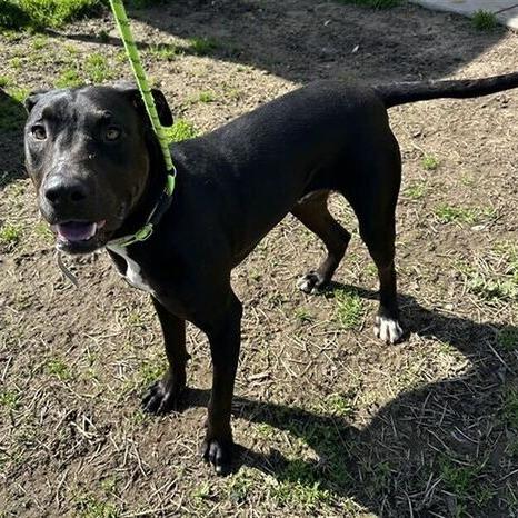 Enlarge Buddy, a Adoptable Pit Bull Terrier in Turlock, CA image 2/6