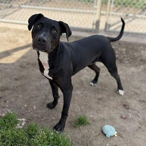 Enlarge Buddy, a Adoptable Pit Bull Terrier in Turlock, CA image 3/6