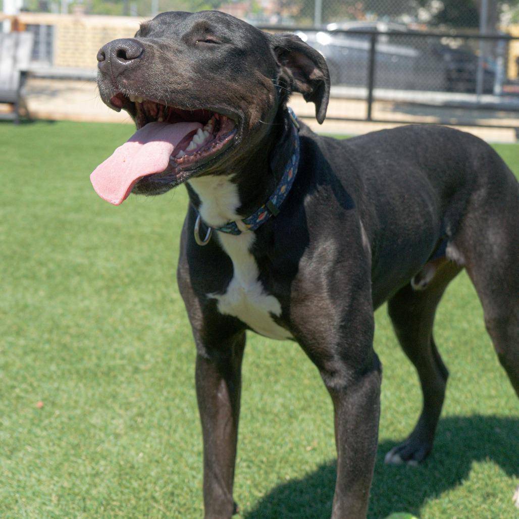 Enlarge Buddy, a Adoptable Pit Bull Terrier in Turlock, CA image 4/6