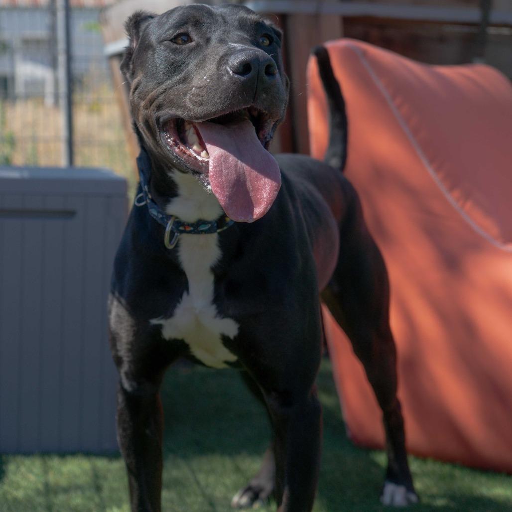 Enlarge Buddy, a Adoptable Pit Bull Terrier in Turlock, CA image 5/6