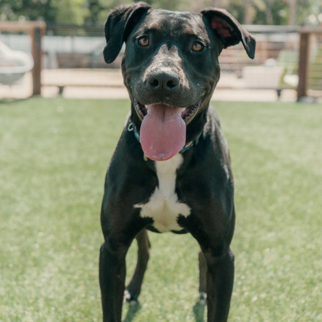 Enlarge Buddy, a Adoptable Pit Bull Terrier in Turlock, CA image 6/6