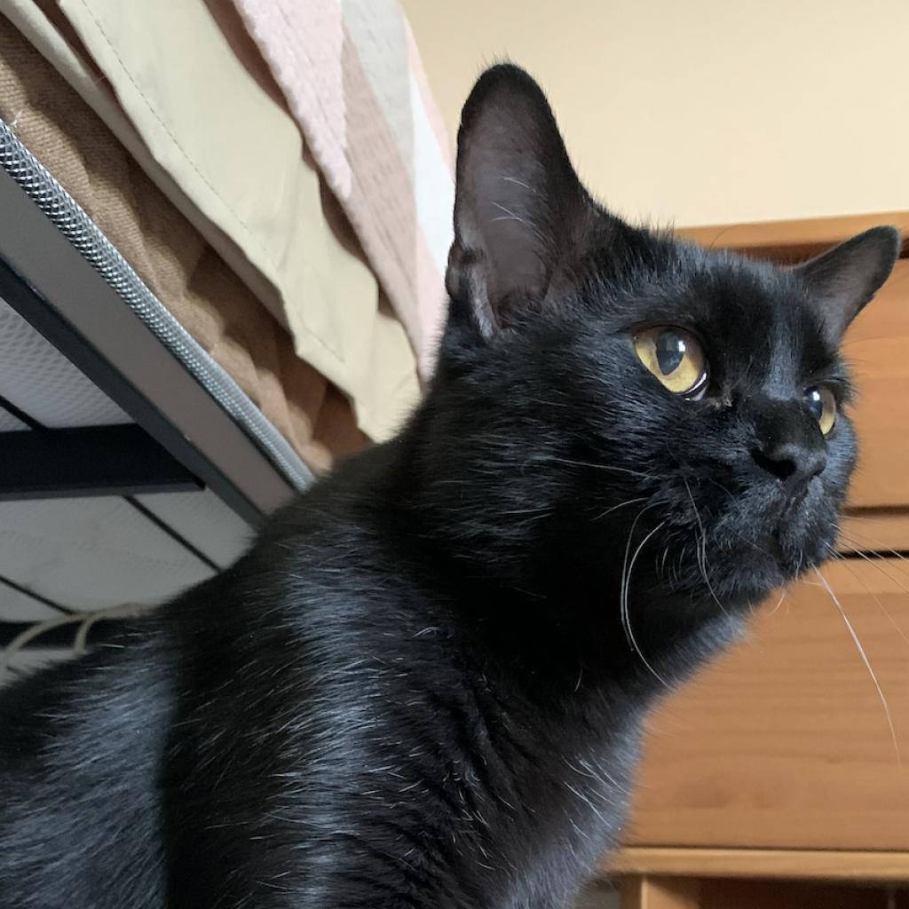 Bean Sprout, Adoptable, Senior Male Domestic Short Hair.