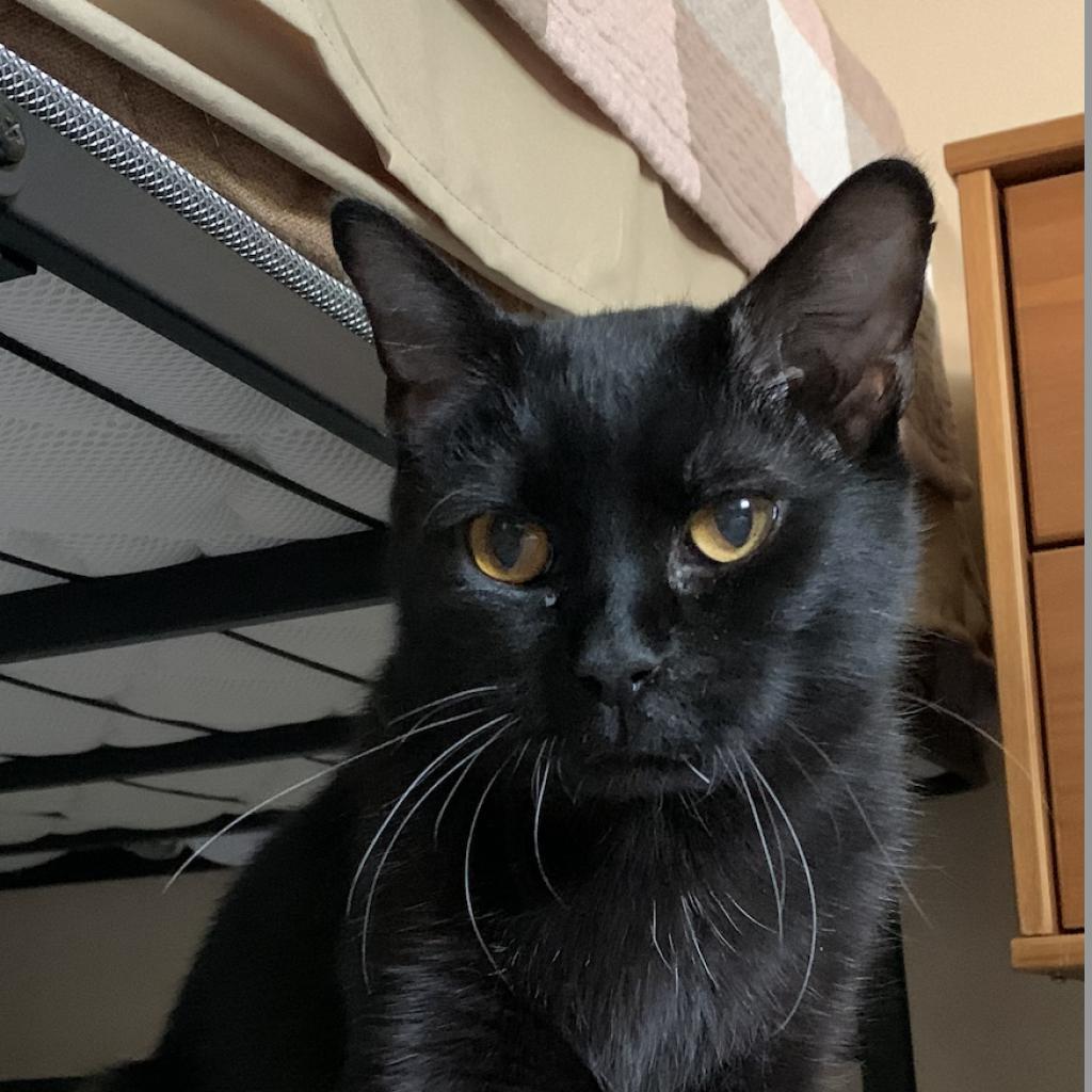 Enlarge Bean Sprout, a Adoptable Domestic Short Hair in St. Louis, MO image 2/6