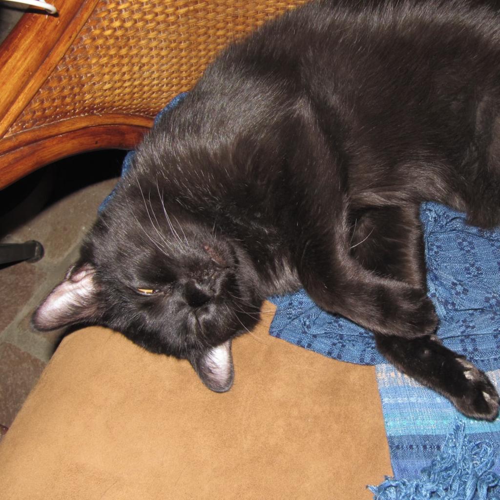 Enlarge Bean Sprout, a Adoptable Domestic Short Hair in St. Louis, MO image 3/6