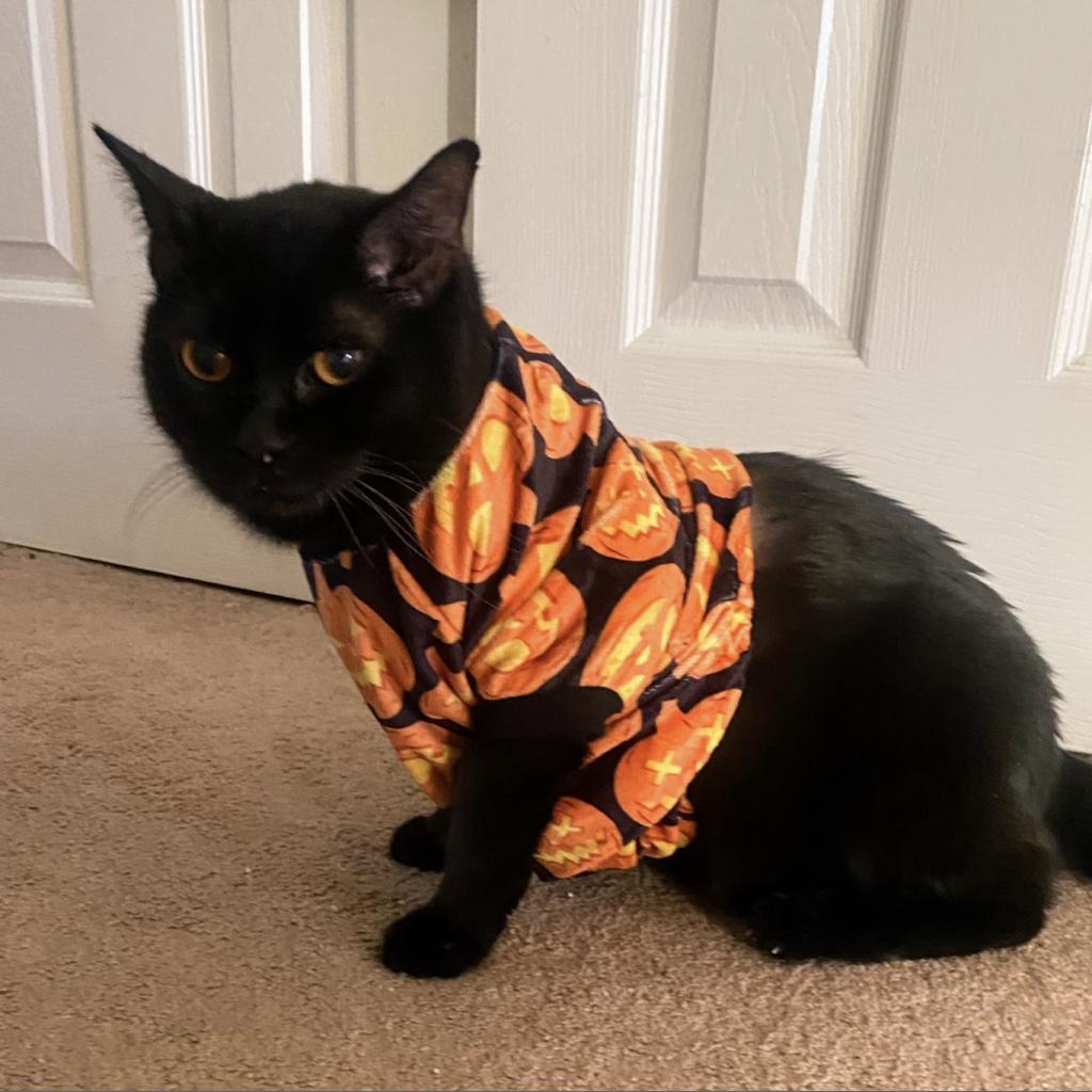 Enlarge Bean Sprout, a Adoptable Domestic Short Hair in St. Louis, MO image 4/6