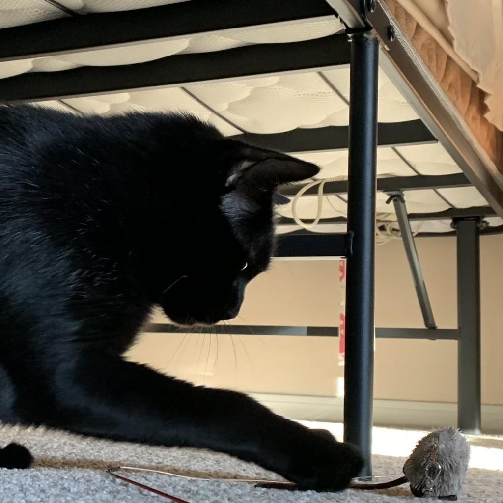 Enlarge Bean Sprout, a Adoptable Domestic Short Hair in St. Louis, MO image 5/6