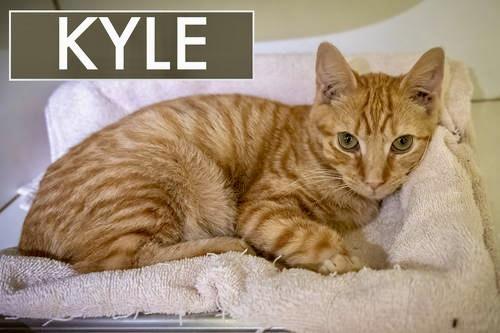 Kyle