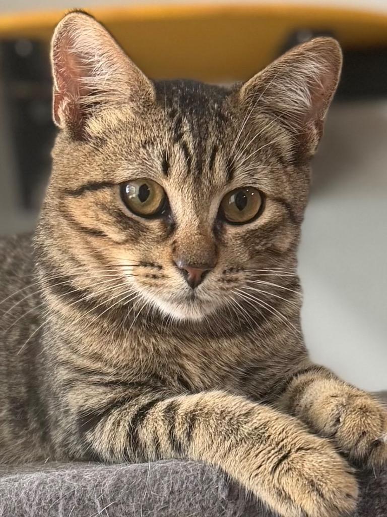 Enlarge Spunky 26, a Adoptable mixed breed in Brookhaven, MS image 1/2