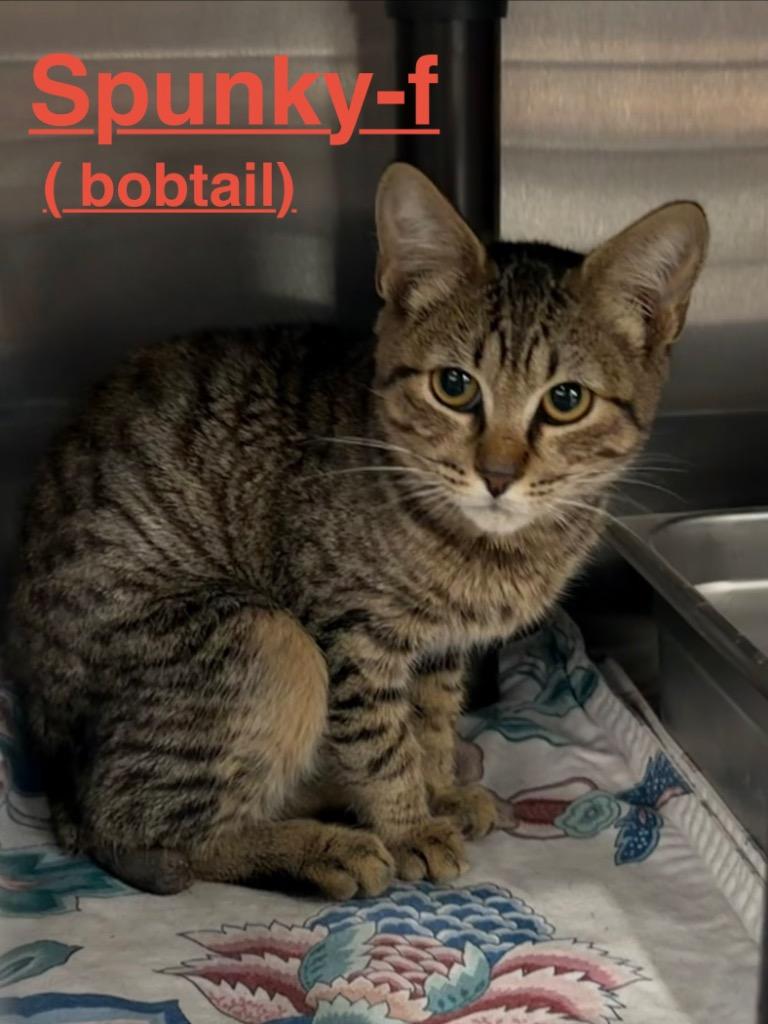 Enlarge Spunky 26, a Adoptable mixed breed in Brookhaven, MS image 2/2