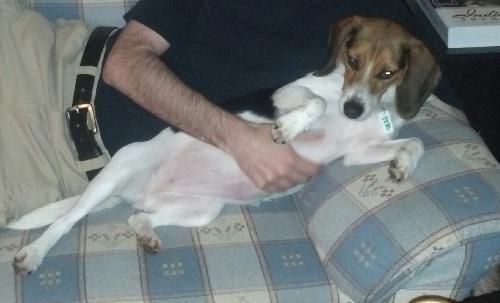 Enlarge FiFi La Rue, a Adopted Beagle in Cuyahoga Falls, OH image 1/2