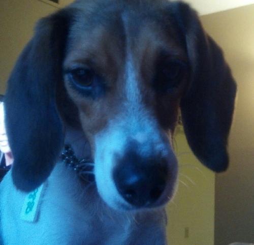 Enlarge FiFi La Rue, a Adopted Beagle in Cuyahoga Falls, OH image 2/2