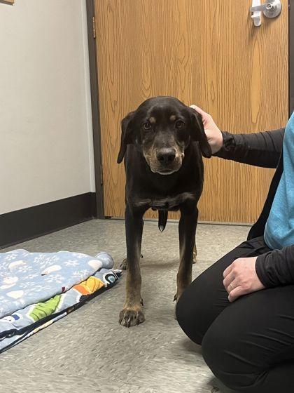 Enlarge Nyla, a Adoptable mixed breed in Shawano, WI image 2/2