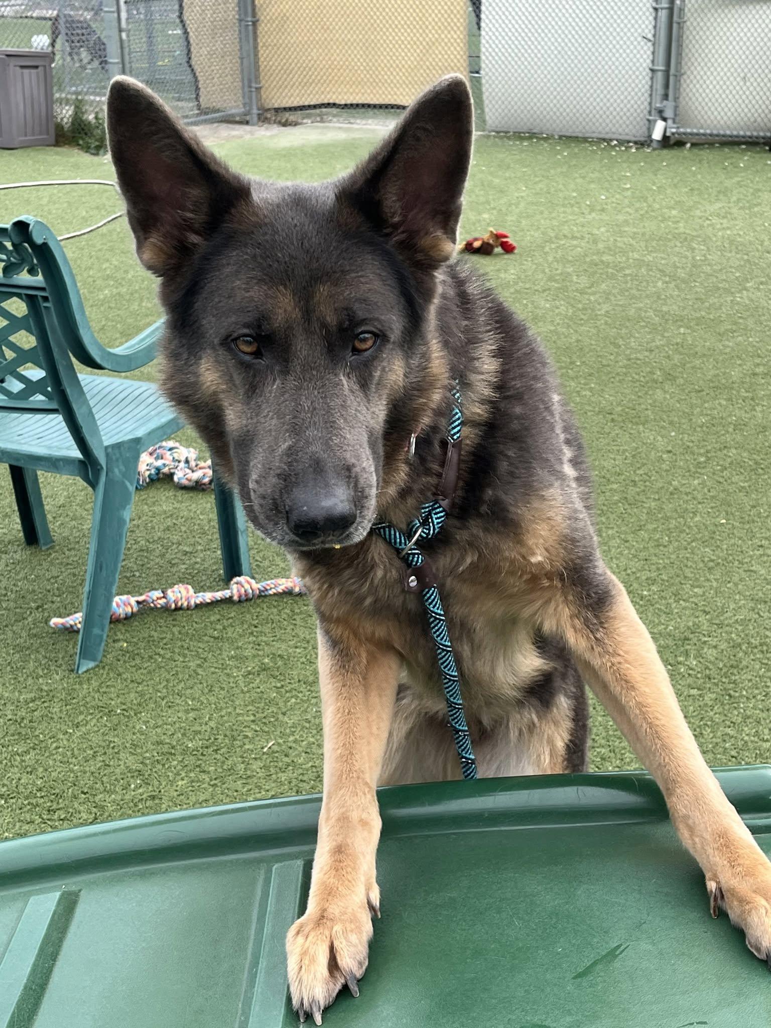 Ardra, adopted, Young Female German Shepherd Dog.