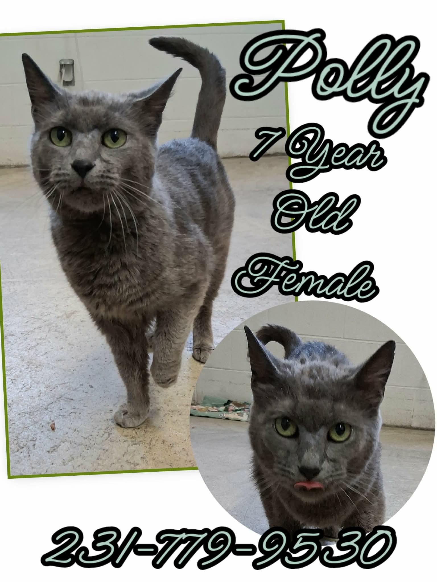 Enlarge POLLY, a ADOPTABLE Domestic Short Hair in Cadillac, MI image 1/1