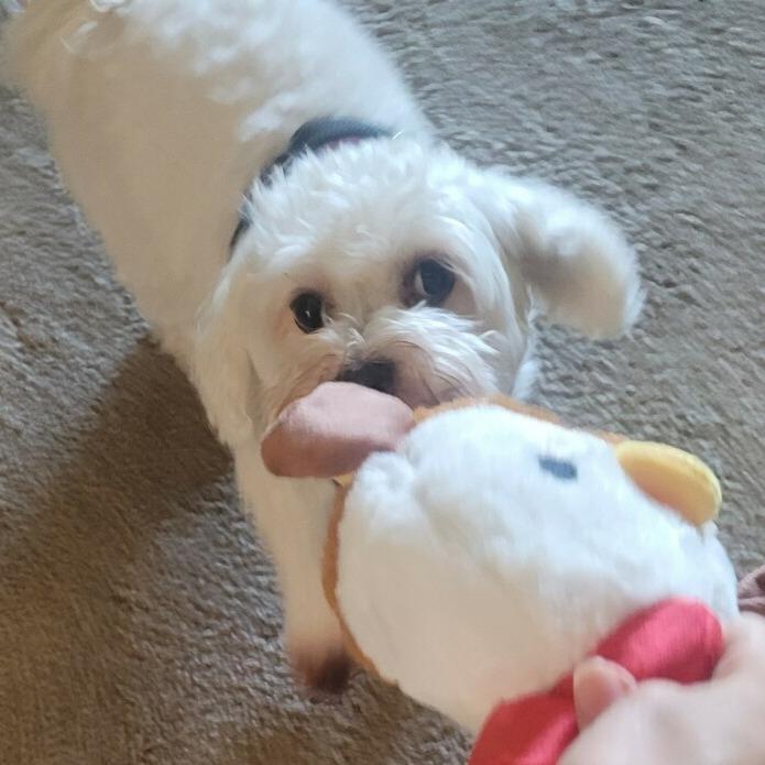 Kohala, Adoptable, Senior Female Coton de Tulear.