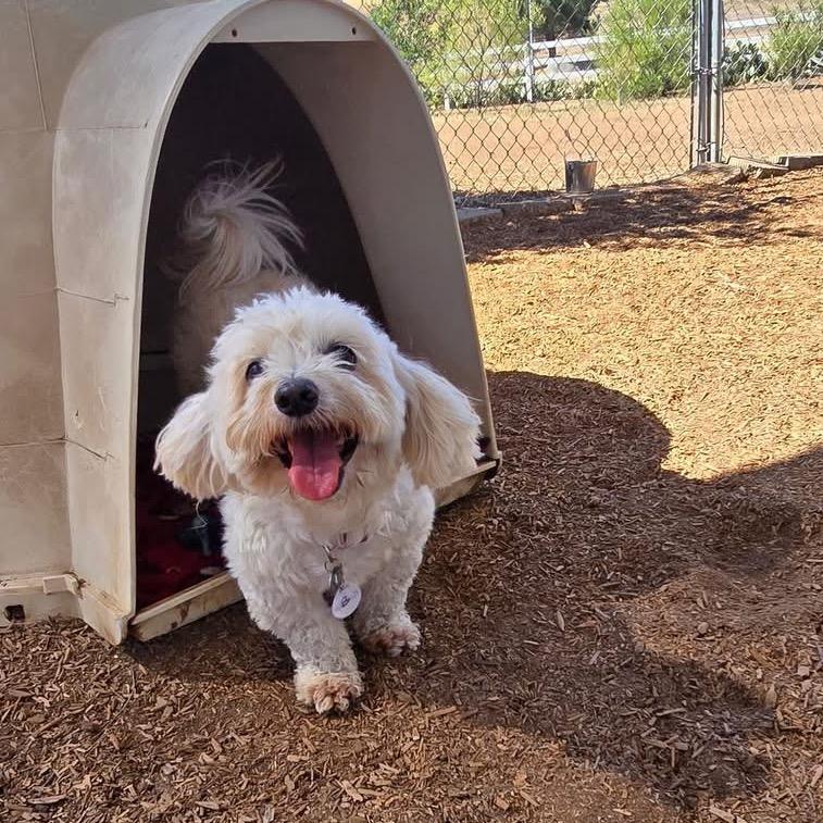 Kohala, a Adoptable Coton de Tulear in Ramona, CA image 2/6