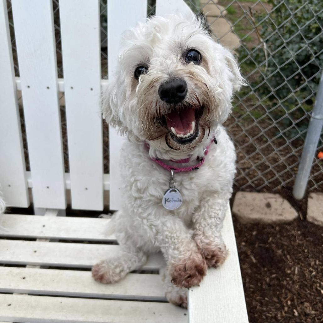 Kohala, a Adoptable Coton de Tulear in Ramona, CA image 3/6