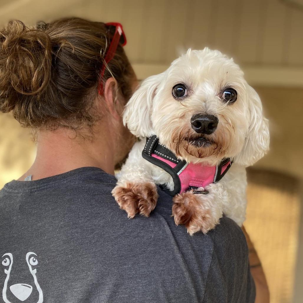 Kohala, a Adoptable Coton de Tulear in Ramona, CA image 5/6