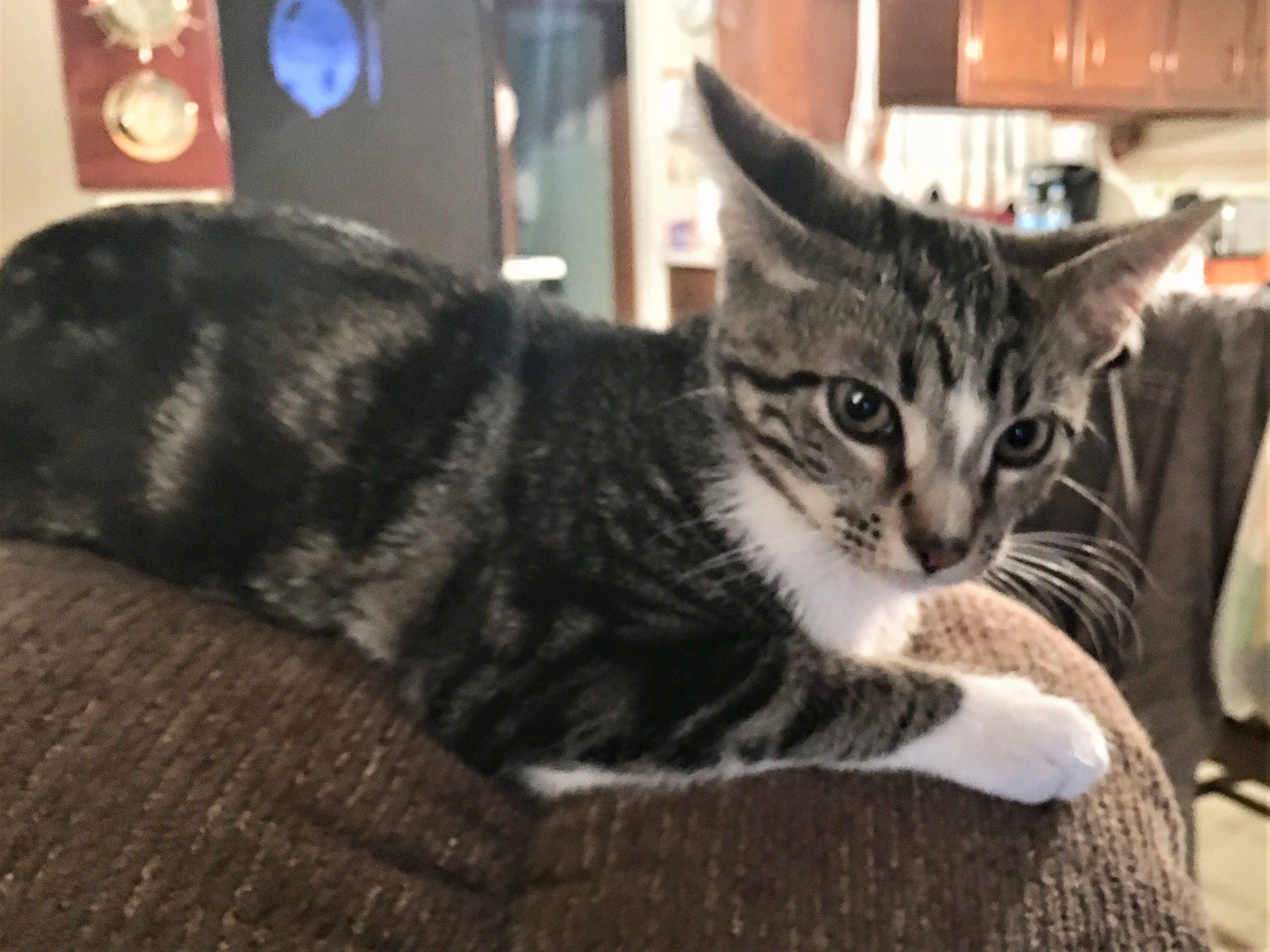 Toffee, a Adoptable Domestic Short Hair in Whiting, IN image 1/8