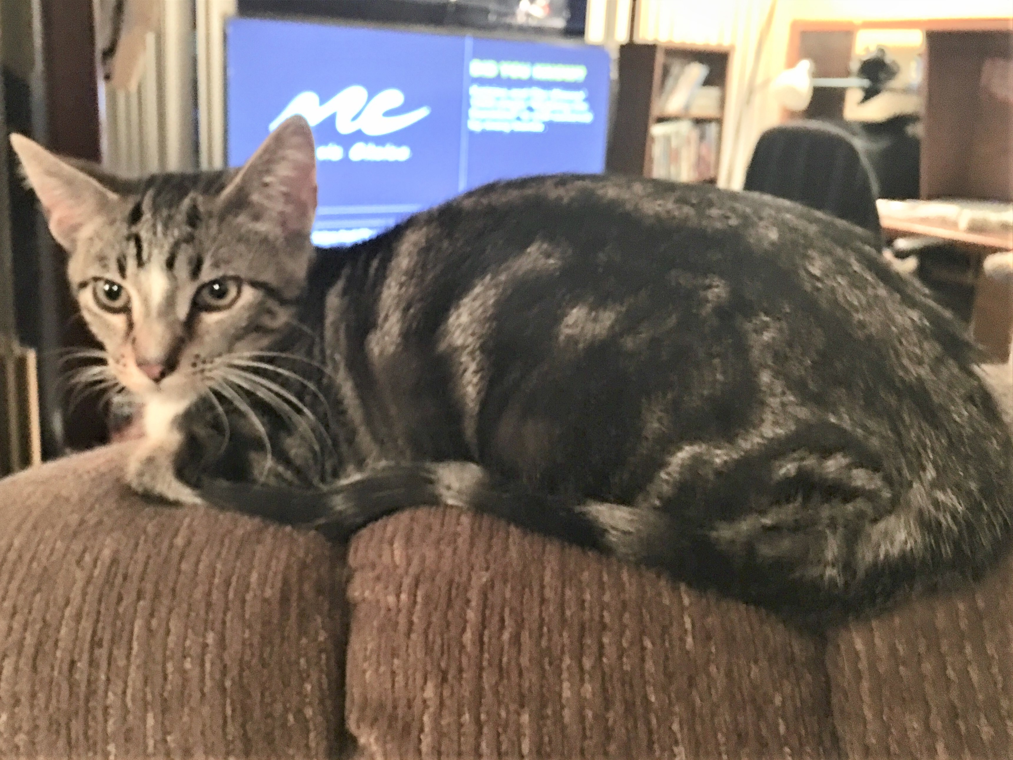 Toffee, a Adoptable Domestic Short Hair in Whiting, IN image 2/8