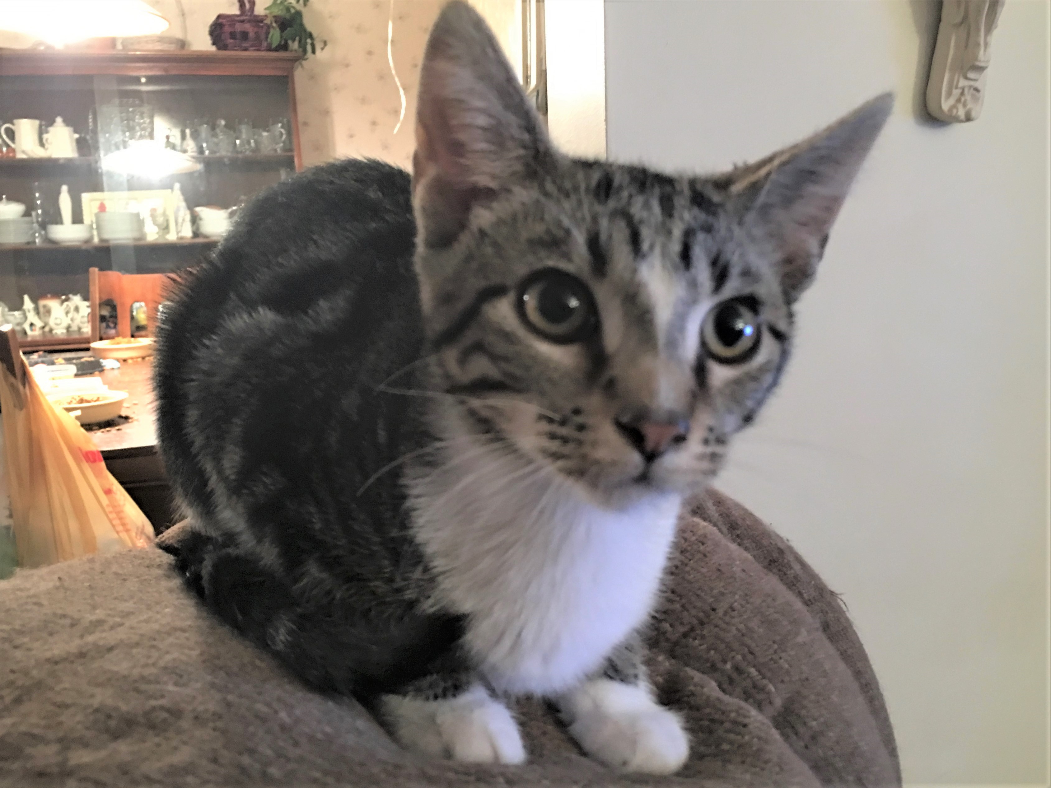 Toffee, a Adoptable Domestic Short Hair in Whiting, IN image 3/8