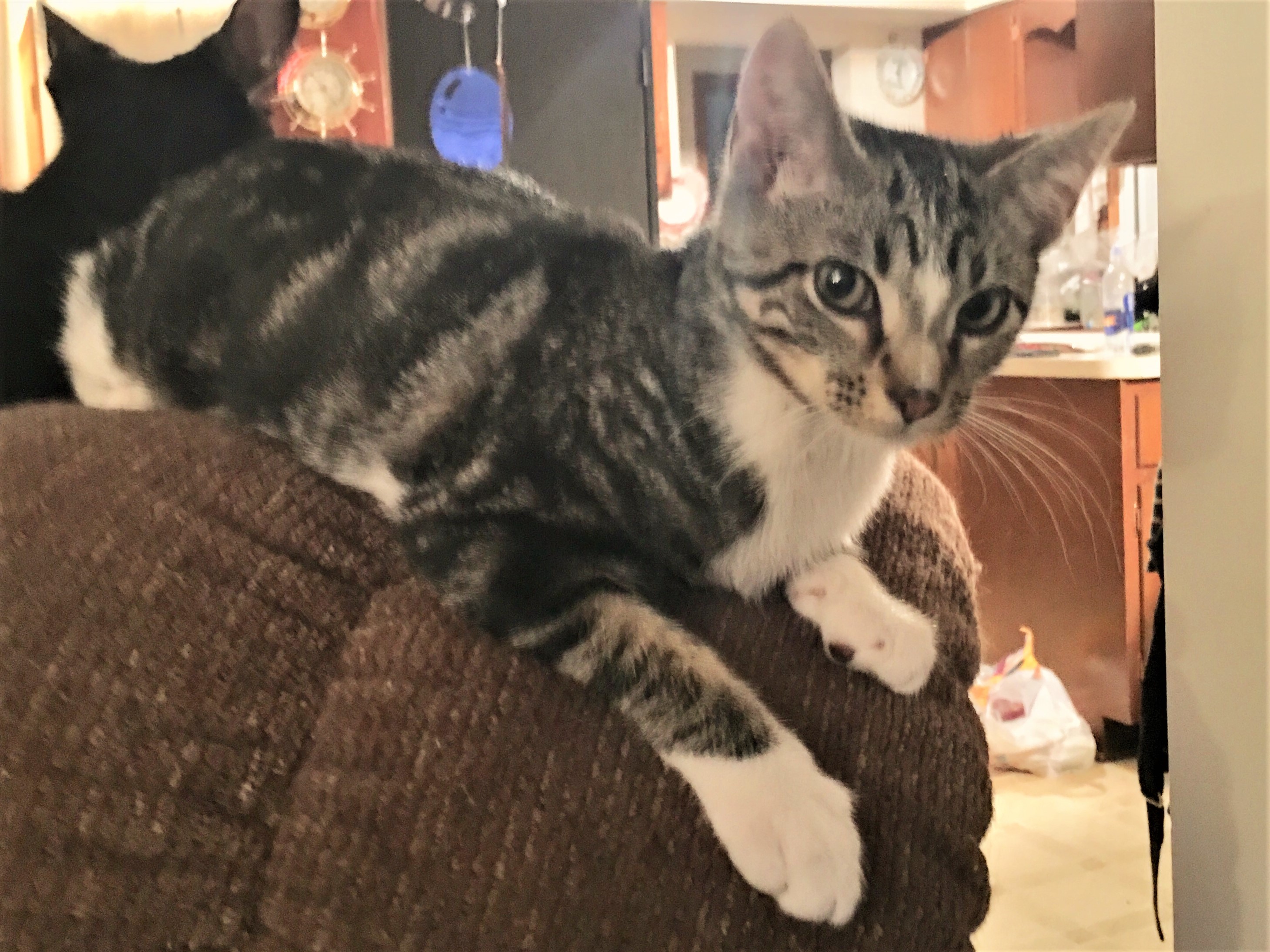 Toffee, a Adoptable Domestic Short Hair in Whiting, IN image 4/8