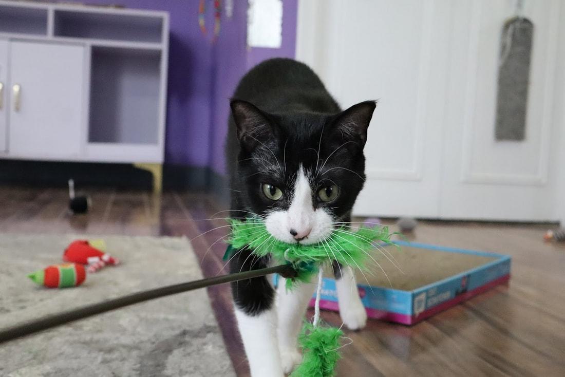 Dale, a Adoptable Domestic Short Hair in Kalamazoo, MI image 2/6