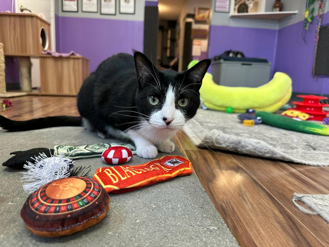 Dale, a Adoptable Domestic Short Hair in Kalamazoo, MI image 5/6